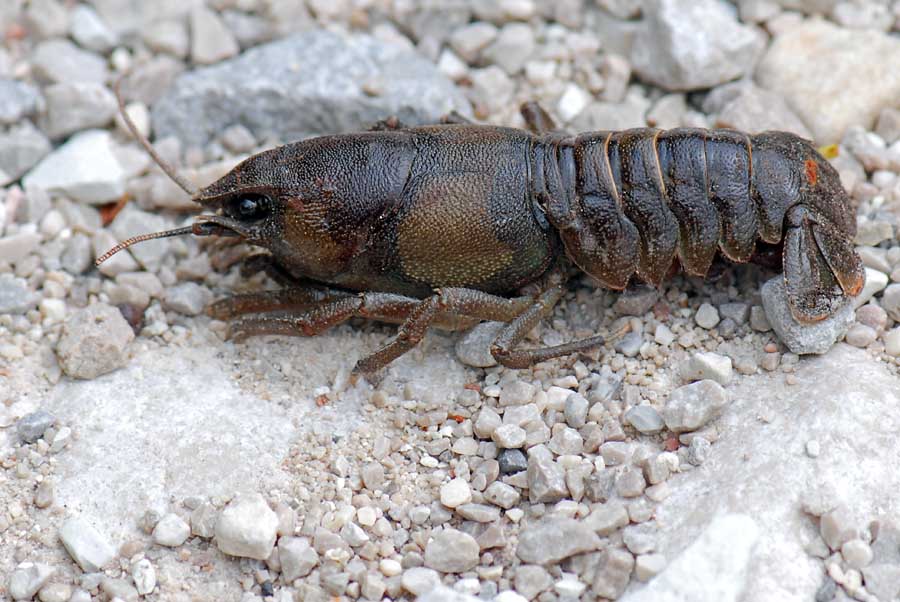 Austropotamobius pallipes